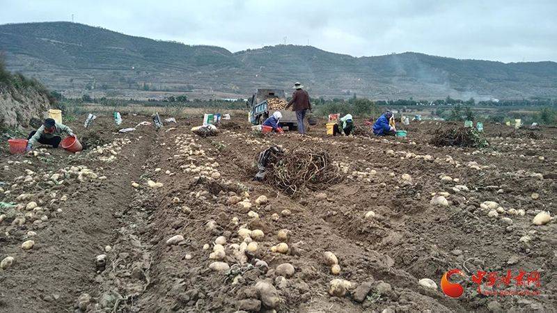 Scientific cultivation of potatoes