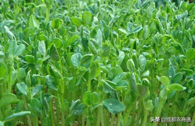 Family soya seedling cultivation methods