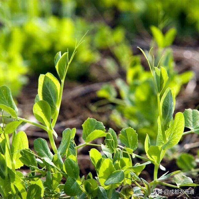 Family soya seedling cultivation methods