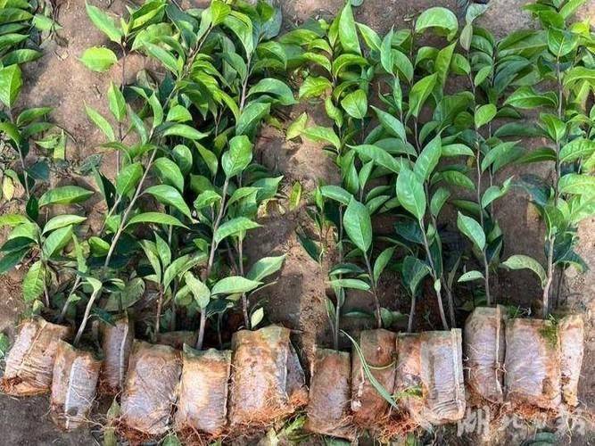 Oil and tea breeding techniques