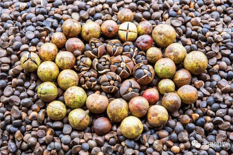 Oil and tea breeding techniques