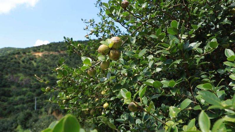 Oil and tea breeding techniques