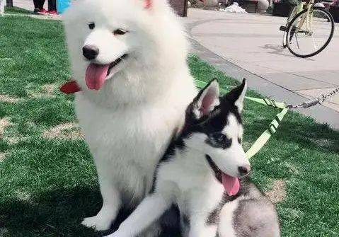 How much for the hasty dog