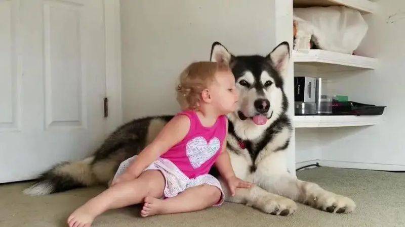 How much for the hasty dog