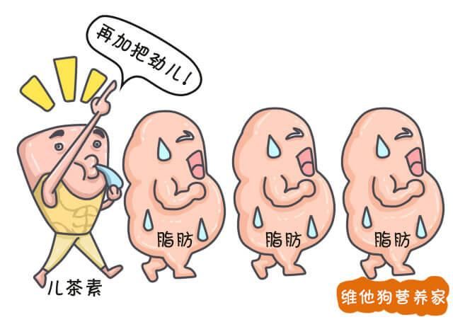 茶艺知识