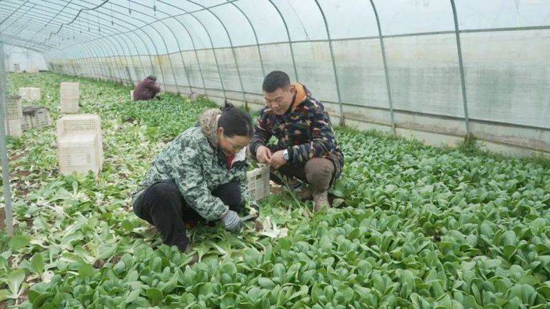 Cucumber cultivation methods