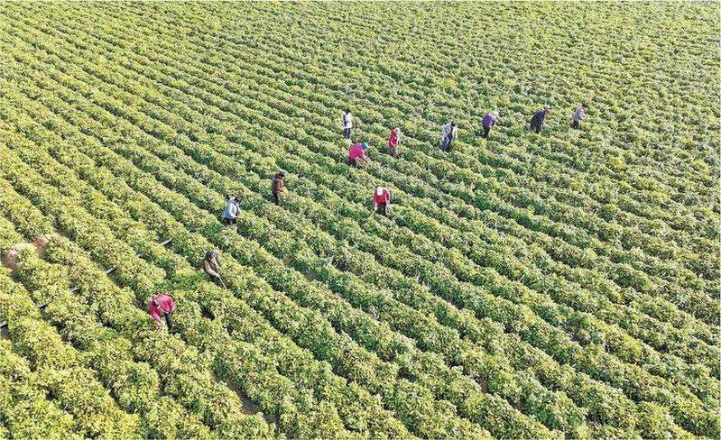 Dansing plantation technology