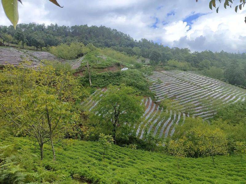 Dansing plantation technology
