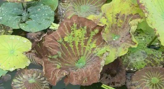 The manner in which lotus growes