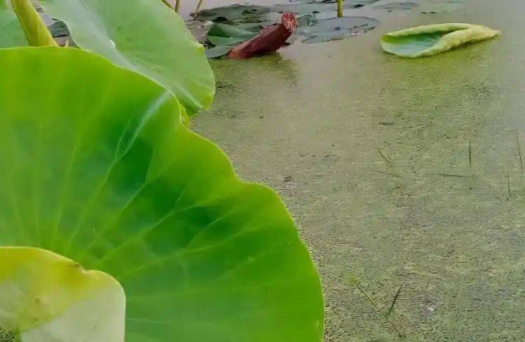 The manner in which lotus growes