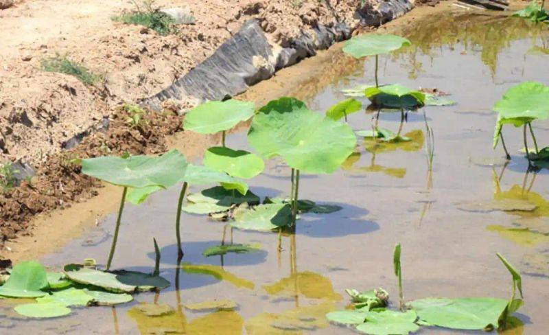 The manner in which lotus growes