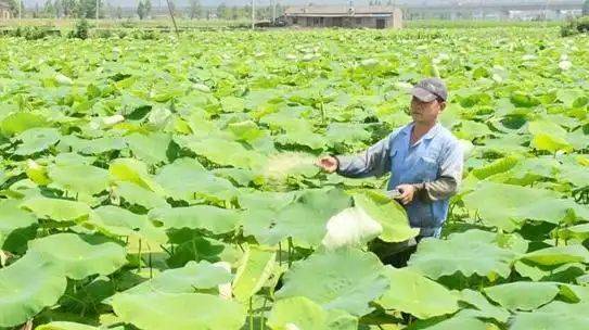 The manner in which lotus growes