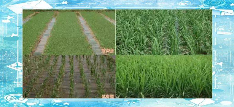 Rice plant construction and flowering habits