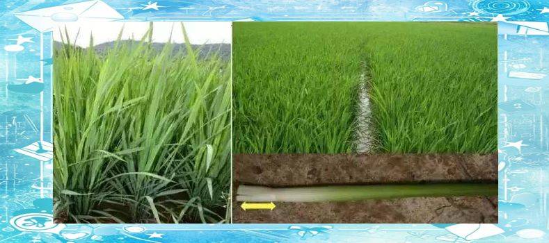 Rice plant construction and flowering habits