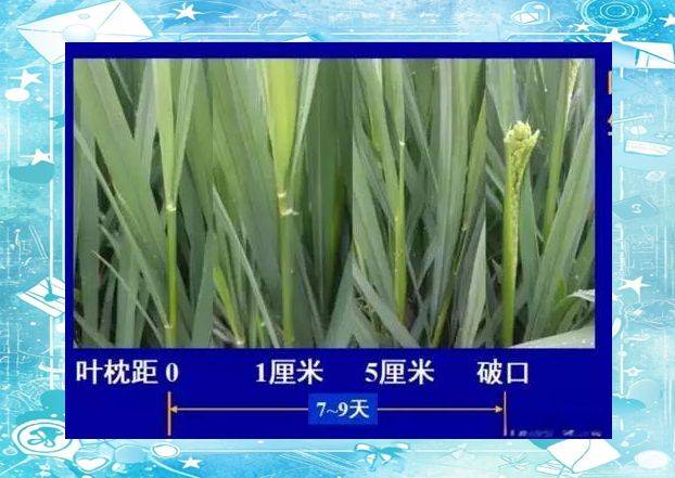 Rice plant construction and flowering habits