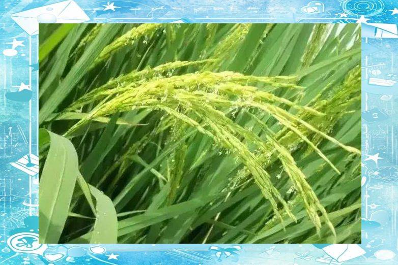 Rice plant construction and flowering habits