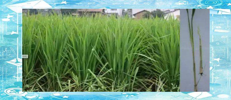 Rice plant construction and flowering habits