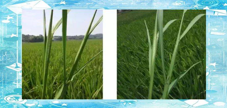 Rice plant construction and flowering habits