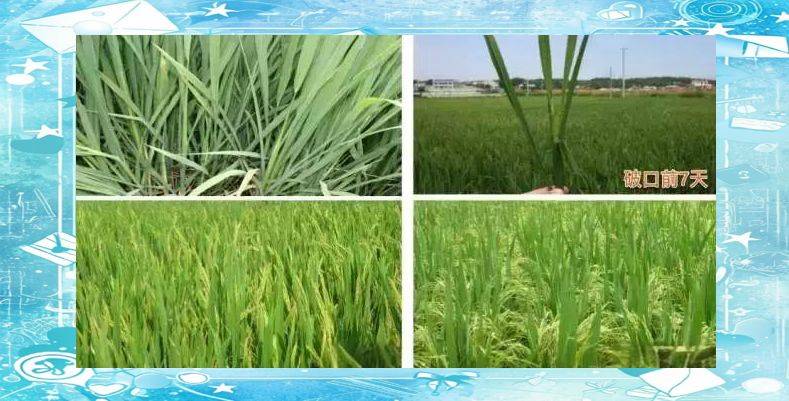 Rice plant construction and flowering habits