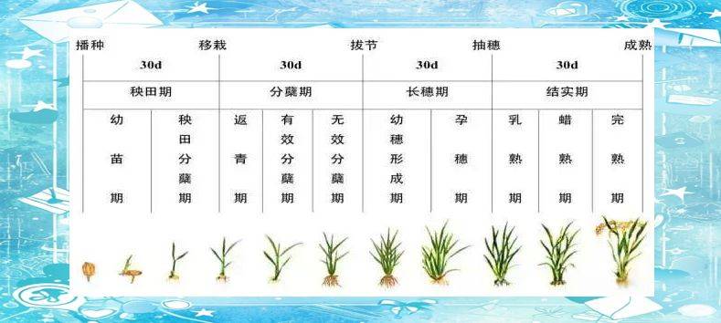 Rice plant construction and flowering habits