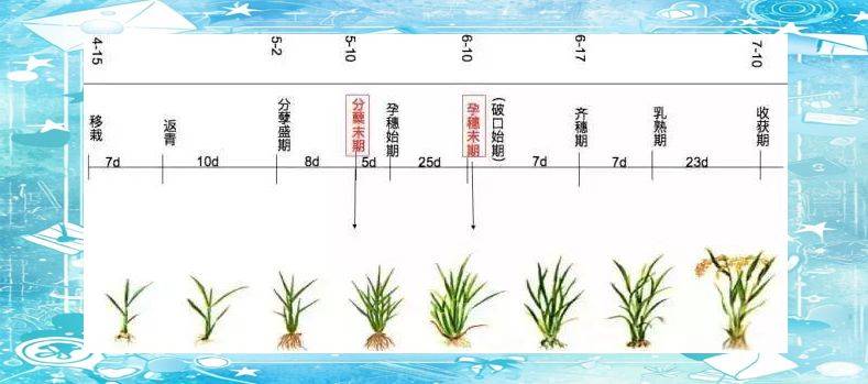 Rice plant construction and flowering habits