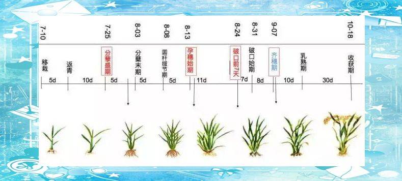 Rice plant construction and flowering habits