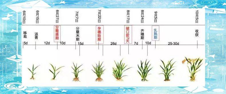Rice plant construction and flowering habits