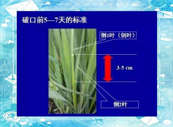Rice plant construction and flowering habits
