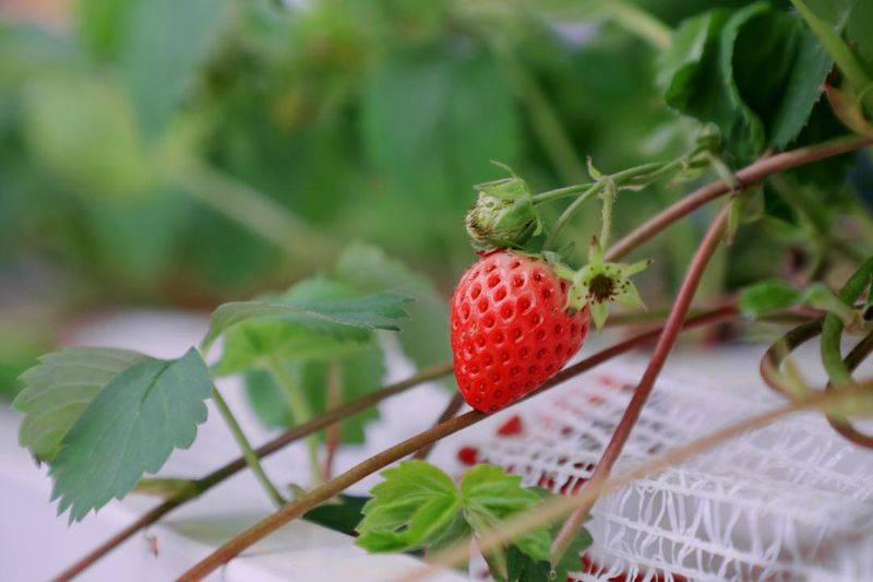 How do we grow strawberry seeds