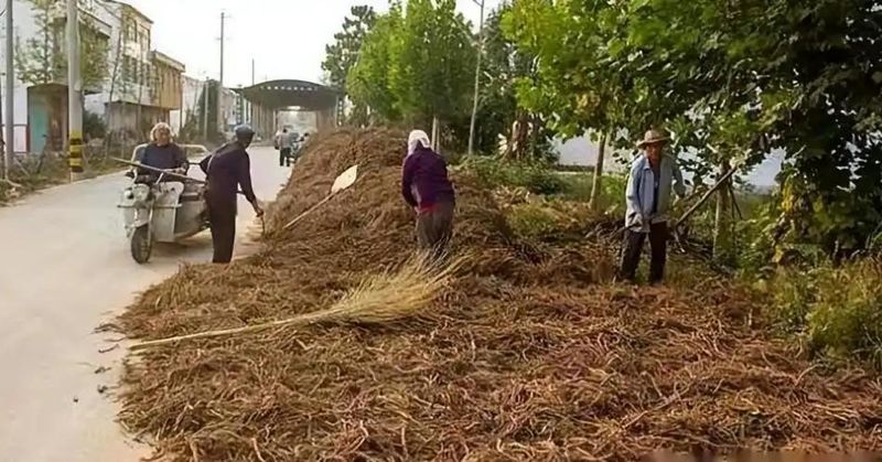 丹参种植技术