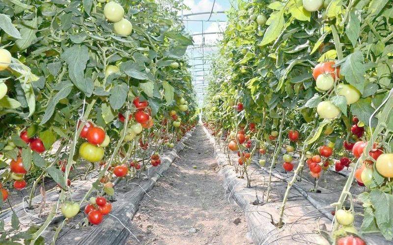 Video of the technique of tomato cultivation in the field
