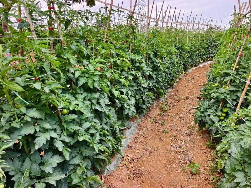 Video of the technique of tomato cultivation in the field