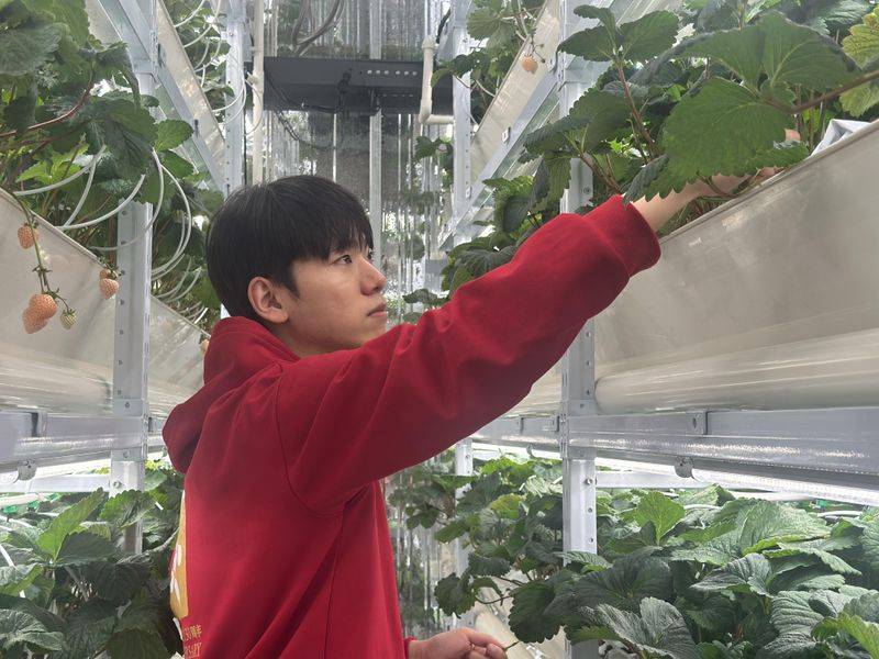 How do we grow strawberry seeds