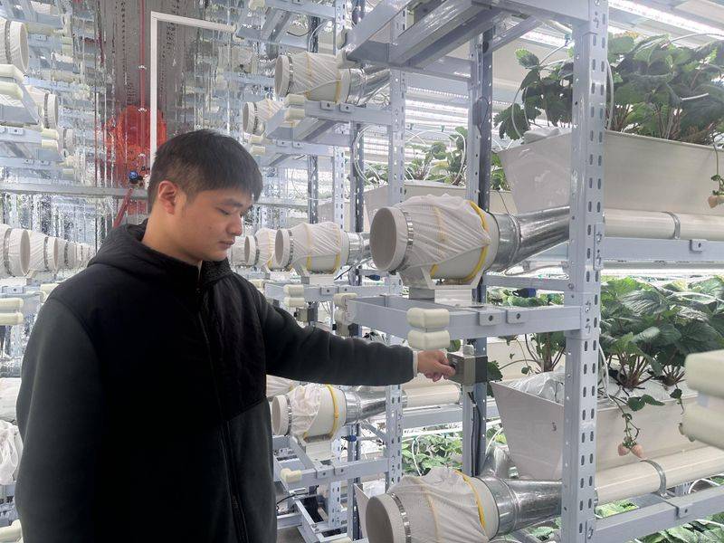 How do we grow strawberry seeds