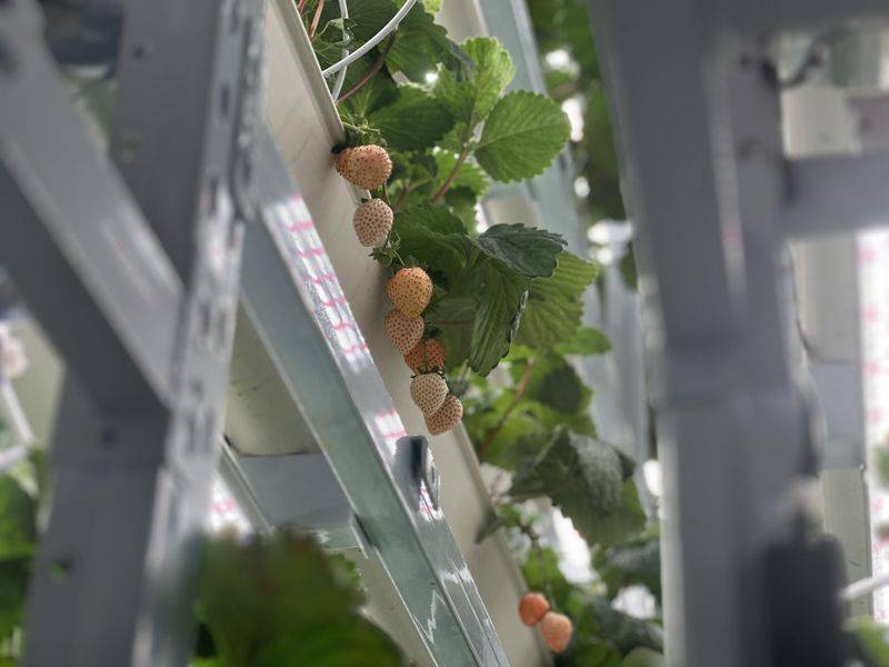 How do we grow strawberry seeds