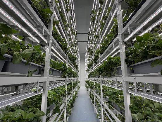 How do we grow strawberry seeds