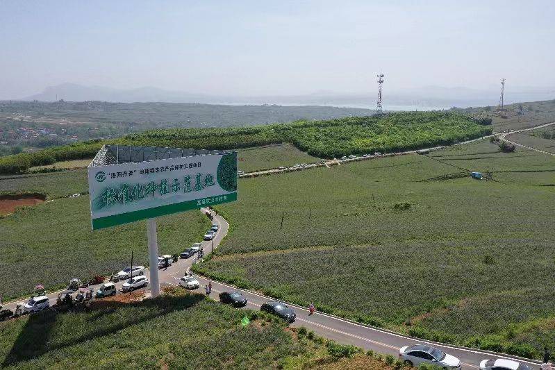 Dansing plantation technology