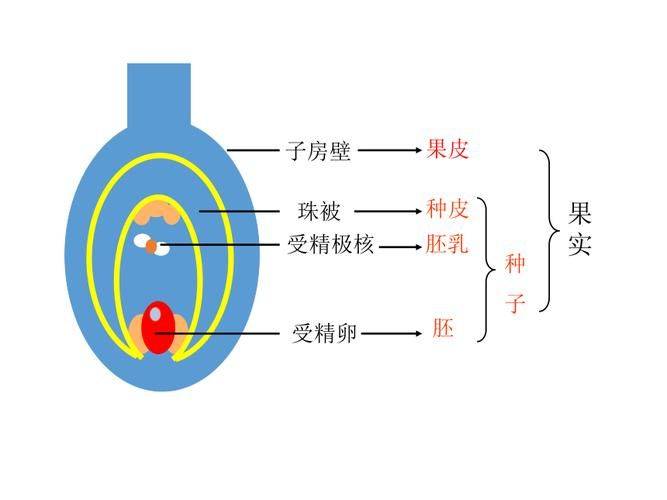 水稻的花器构造及开花习性