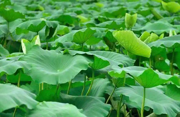 The manner in which lotus growes