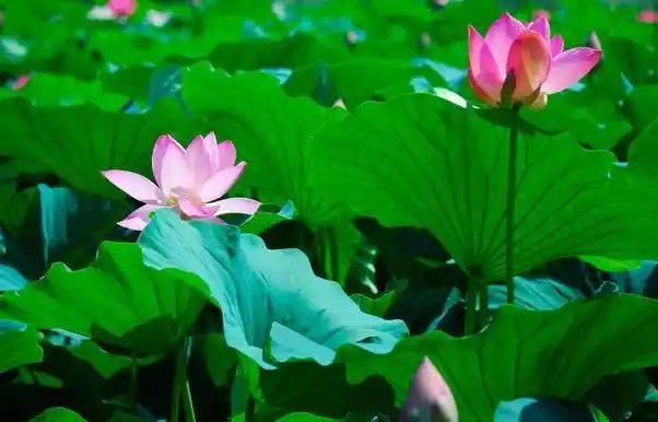 The manner in which lotus growes