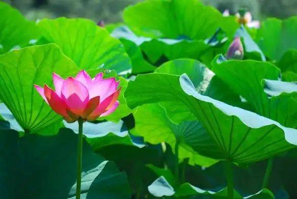 The manner in which lotus growes