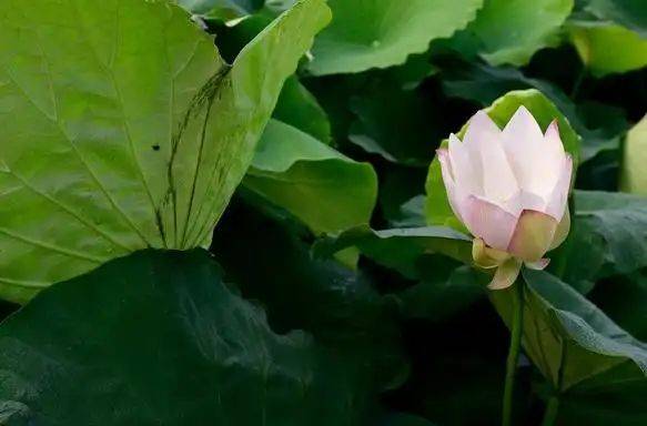 The manner in which lotus growes
