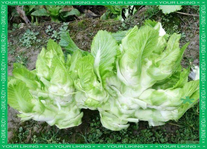 The method of planting mustard