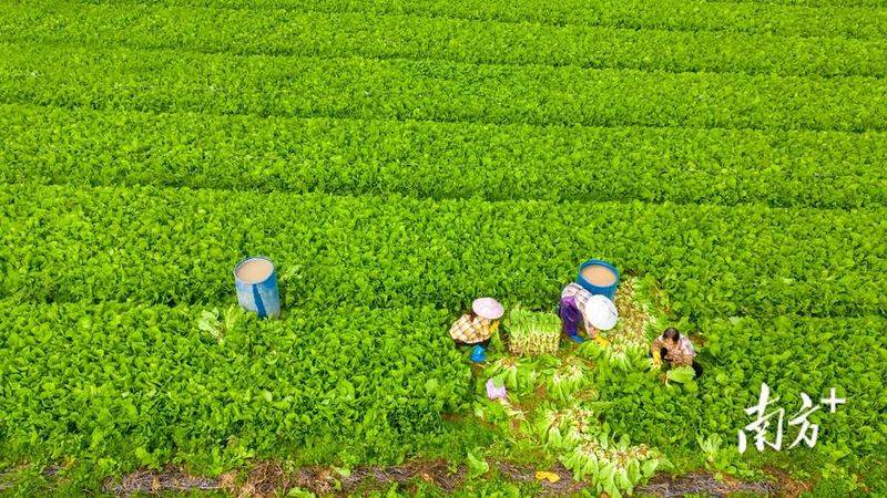 The method of planting mustard