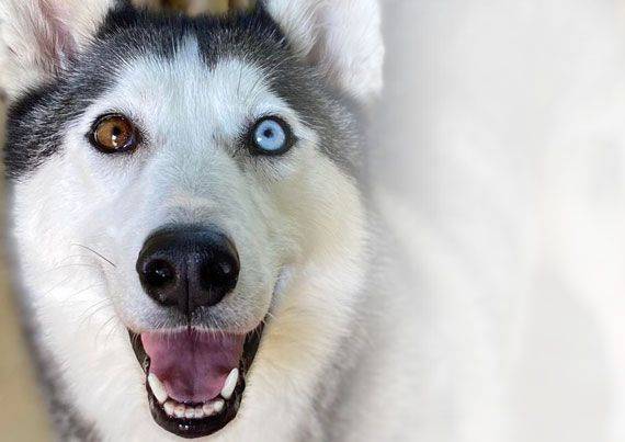 How much for the hasty dog