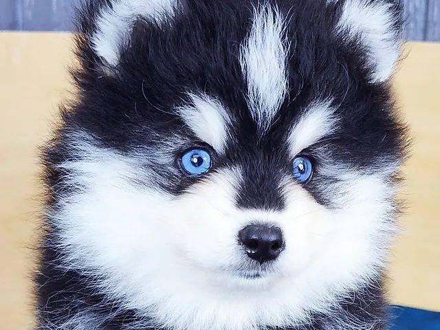 How much for the hasty dog