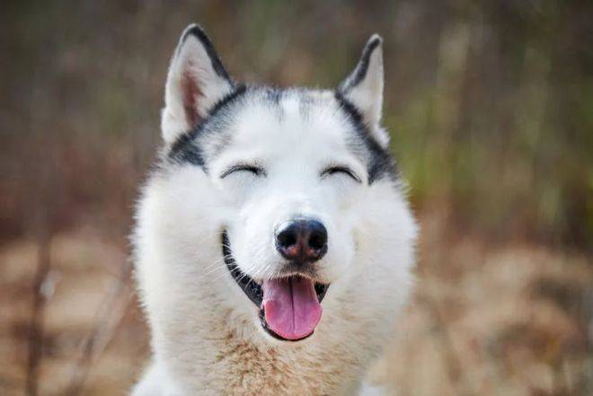 How much for the hasty dog