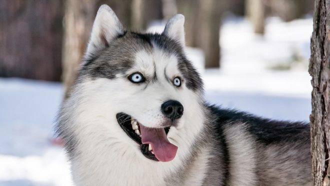 How much for the hasty dog