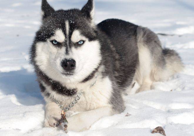 How much for the hasty dog