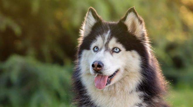 How much for the hasty dog